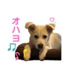 はなこちゃんスタンプ その1（個別スタンプ：4）