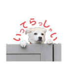 はなこちゃんスタンプ その1（個別スタンプ：8）