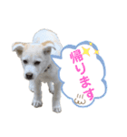 はなこちゃんスタンプ その1（個別スタンプ：9）