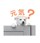 はなこちゃんスタンプ その1（個別スタンプ：17）