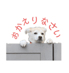 はなこちゃんスタンプ その1（個別スタンプ：19）