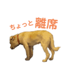 はなこちゃんスタンプ その1（個別スタンプ：20）