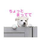 はなこちゃんスタンプ その1（個別スタンプ：24）
