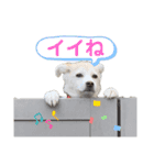 はなこちゃんスタンプ その1（個別スタンプ：25）