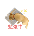 はなこちゃんスタンプ その1（個別スタンプ：40）
