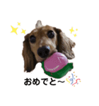COCOLOO2（個別スタンプ：3）