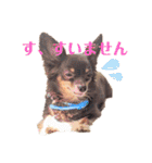 チワックスチャピの日常（個別スタンプ：1）