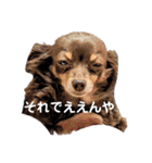 チワックスチャピの日常（個別スタンプ：5）