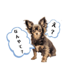 チワックスチャピの日常（個別スタンプ：13）