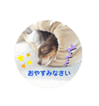 チワックスチャピの日常（個別スタンプ：14）