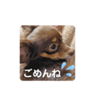 チワックスチャピの日常（個別スタンプ：21）