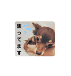チワックスチャピの日常（個別スタンプ：23）