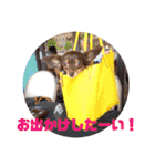 チワックスチャピの日常（個別スタンプ：34）
