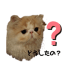 可愛ネコテンくん（個別スタンプ：1）