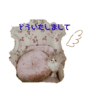 可愛ネコテンくん（個別スタンプ：6）