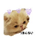 可愛ネコテンくん（個別スタンプ：7）