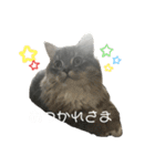 むぎちゃんダイアリー2（個別スタンプ：2）