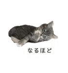 むぎちゃんダイアリー2（個別スタンプ：11）