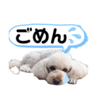 こむたん's  2（個別スタンプ：5）