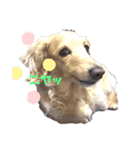 ランランランちゃんです（個別スタンプ：3）