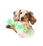 ランランランちゃんです（個別スタンプ：13）