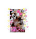 シーズーゆうたん（個別スタンプ：7）
