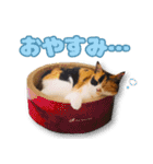 ミミの毎日あいさつ（個別スタンプ：2）