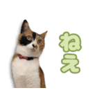 ミミの毎日あいさつ（個別スタンプ：11）