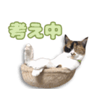 ミミの毎日あいさつ（個別スタンプ：12）