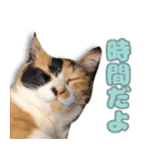 ミミの毎日あいさつ（個別スタンプ：14）