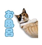 ミミの毎日あいさつ（個別スタンプ：18）