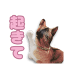ミミの毎日あいさつ（個別スタンプ：19）