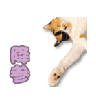 ミミの毎日あいさつ（個別スタンプ：25）