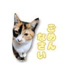 ミミの毎日あいさつ（個別スタンプ：27）