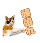 ミミの毎日あいさつ（個別スタンプ：31）