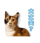 ミミの毎日あいさつ（個別スタンプ：34）