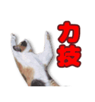 ミミの毎日あいさつ（個別スタンプ：39）