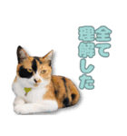 ミミの毎日あいさつ（個別スタンプ：40）