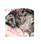 ビッきぐるみ(2)（個別スタンプ：7）