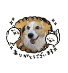 レオsスタンプ（個別スタンプ：5）