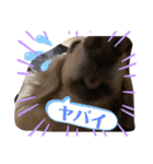 ミニチュアダックス純恋ちゃんの日常（個別スタンプ：8）