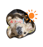 ミニチュアダックス純恋ちゃんの日常（個別スタンプ：10）