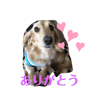 ミニチュアダックス純恋ちゃんの日常（個別スタンプ：12）