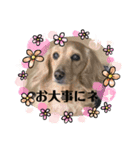 ミニチュアダックス純恋ちゃんの日常（個別スタンプ：14）