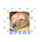 ミニチュアダックス純恋ちゃんの日常（個別スタンプ：16）