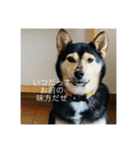 イケメン犬かっこいいセリフ（個別スタンプ：5）