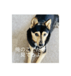 イケメン犬かっこいいセリフ（個別スタンプ：8）