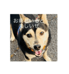 イケメン犬かっこいいセリフ（個別スタンプ：10）