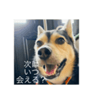 イケメン犬かっこいいセリフ（個別スタンプ：11）