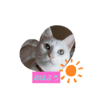 しろねこわさびのスタンプです（個別スタンプ：1）